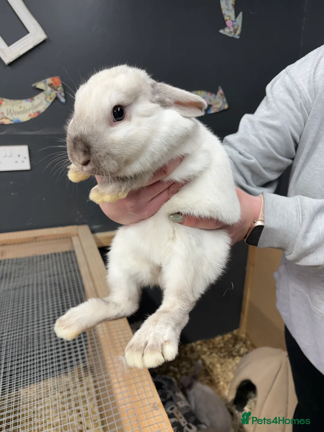 Lionhead rabbits for sale: Netherland x lop  - Advert 1