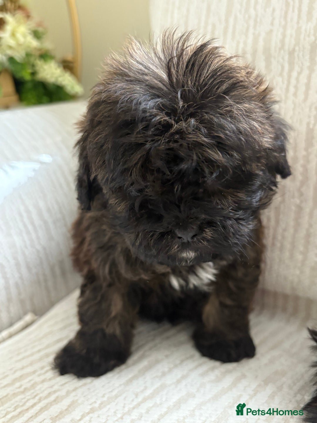 Mixed Breed dogs for sale: Shih-Poo or Shoodle - Image 15