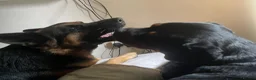 Mixed Breed dogs for sale: Beautiful rottwiler x German shepherd puppies.  - Advert 12