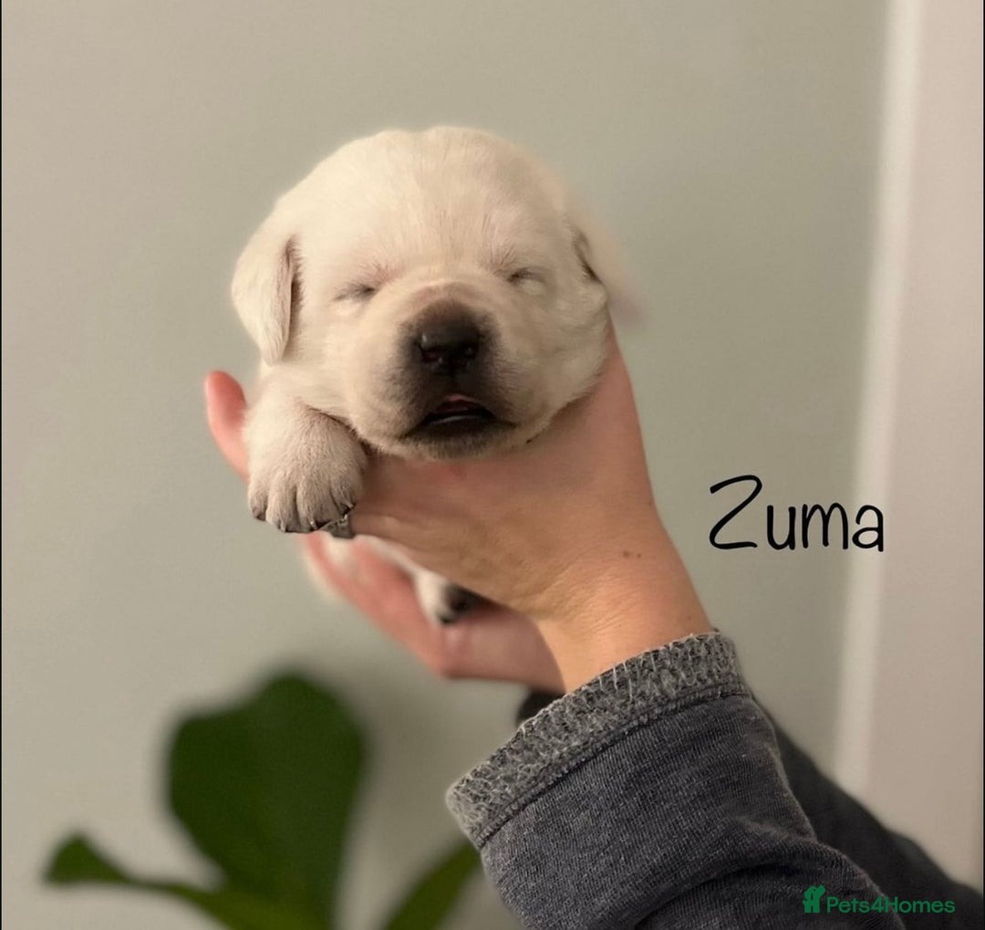 Labrador Retriever dogs for sale: Cream Labrador Retrievers !!! - Image 4