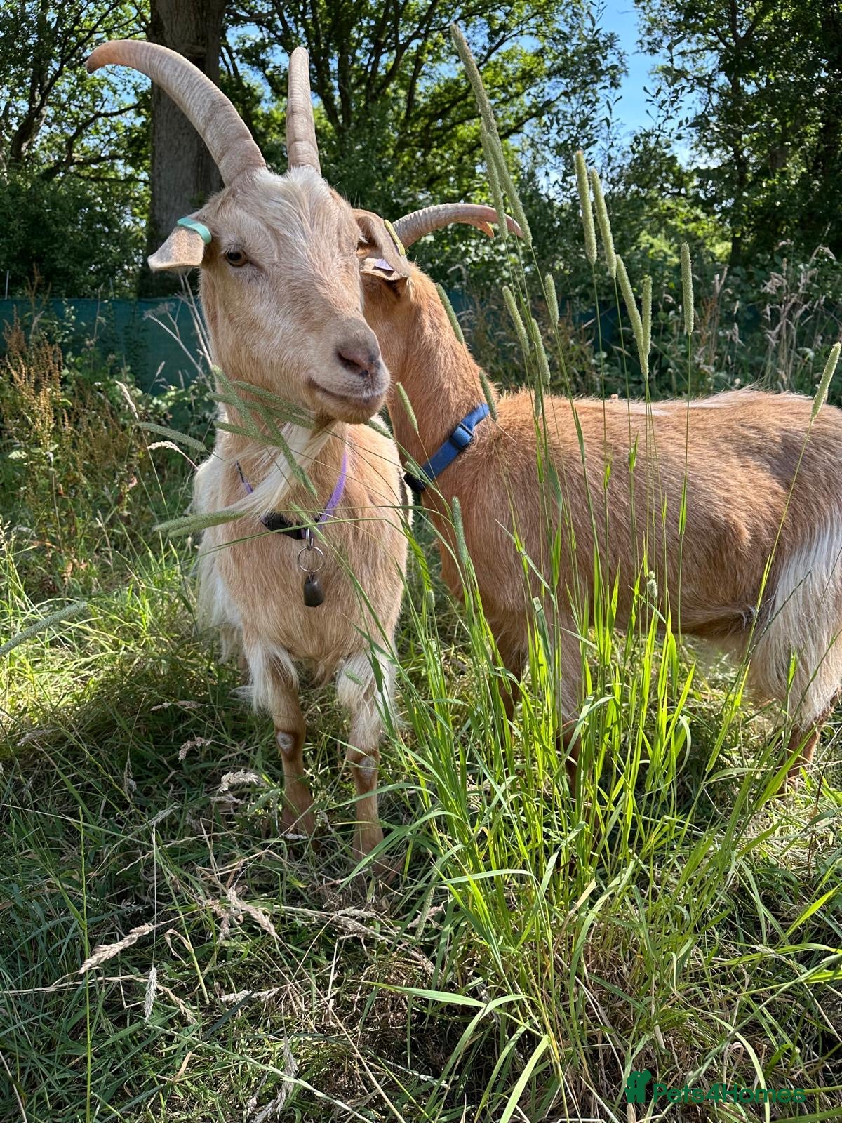 Goats livestock Registered Royal Guernsey Goats - Advert 1