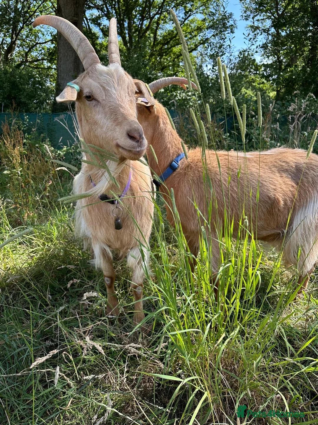 Goats livestock for sale: Registered Royal Guernsey Goats - Advert 1