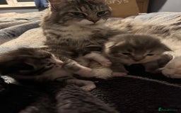 Maine Coon cats for sale: Mainecoons x ragdoll - Image 19