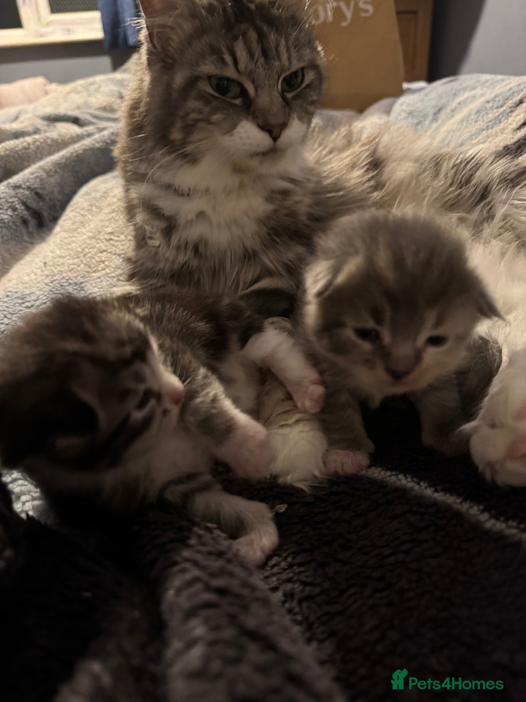 Maine Coon cats for sale: Mainecoons x ragdoll - Image 19