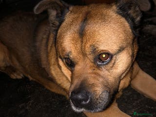 Mixed Breed dogs cyrus - Advert 11