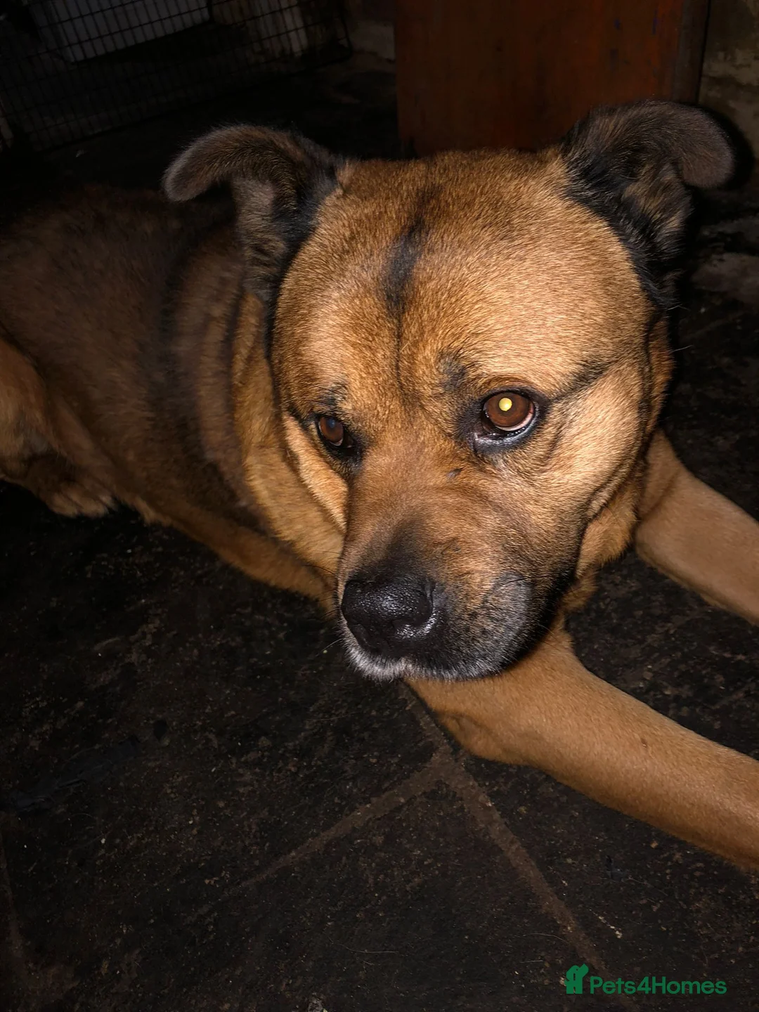 Mixed Breed dogs for sale: cyrus - Advert 1