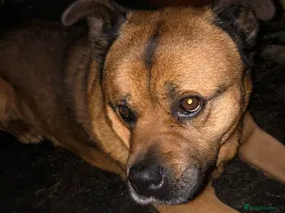 Mixed Breed dogs cyrus - Advert 4