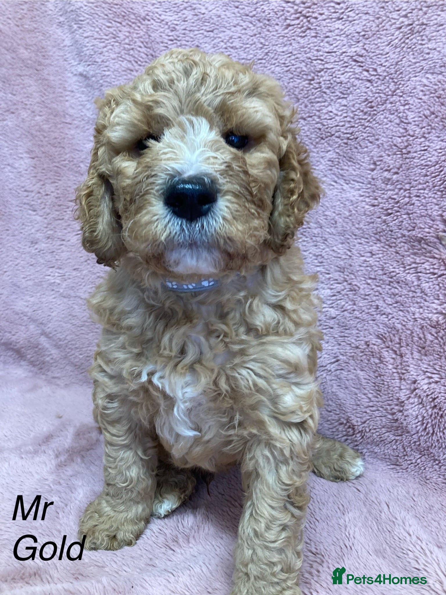 Labradoodle dogs Multigenerational labradoodle puppies - Advert 2