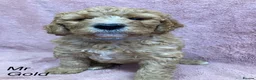 Labradoodle dogs for sale: Multigenerational labradoodle puppies - Advert 2