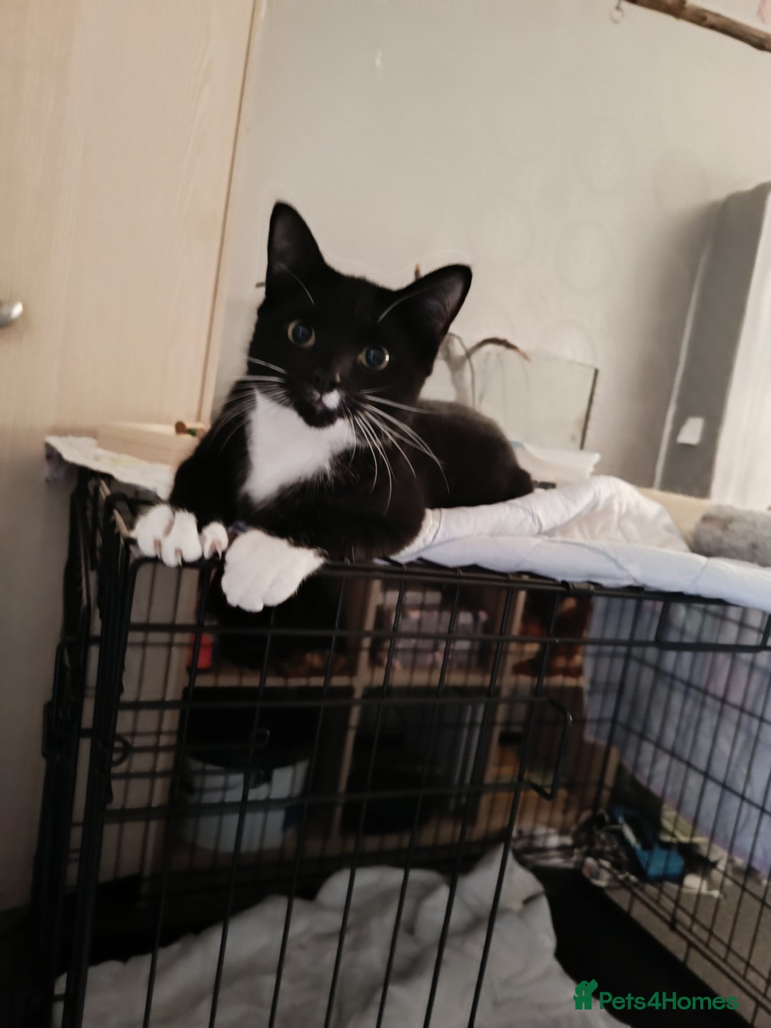 Mixed Breed cats for sale: Tux male kitten  - Advert 8