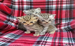 British Shorthair cats for sale: SILVER & GOLDEN SPOTTED BRITISH SHORTHAIR KITTENS  - Image 5