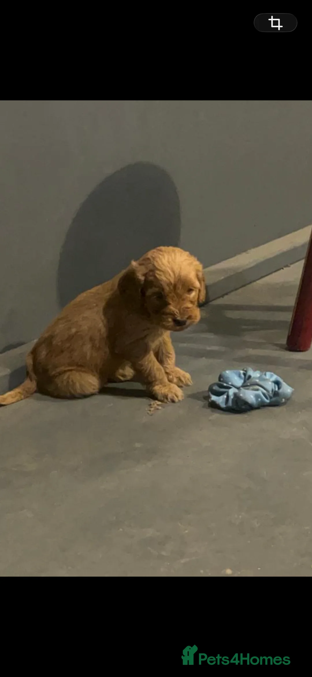 Cockapoo dogs for sale: F1 cockapoos  - Advert 4