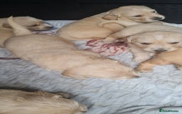 Golden Retriever dogs for sale: Golden retriever pups - Image 3