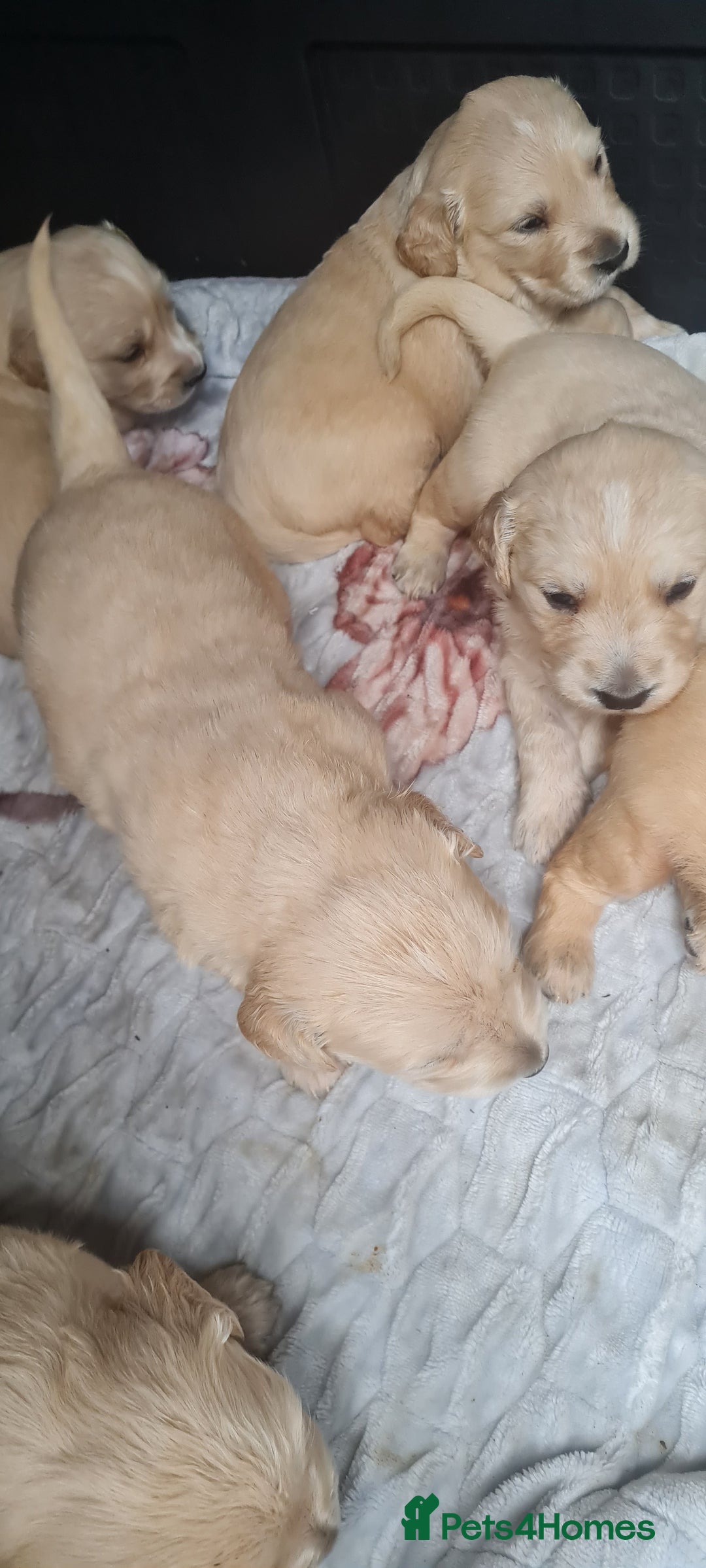 Golden Retriever dogs for sale: Golden retriever pups - Image 3
