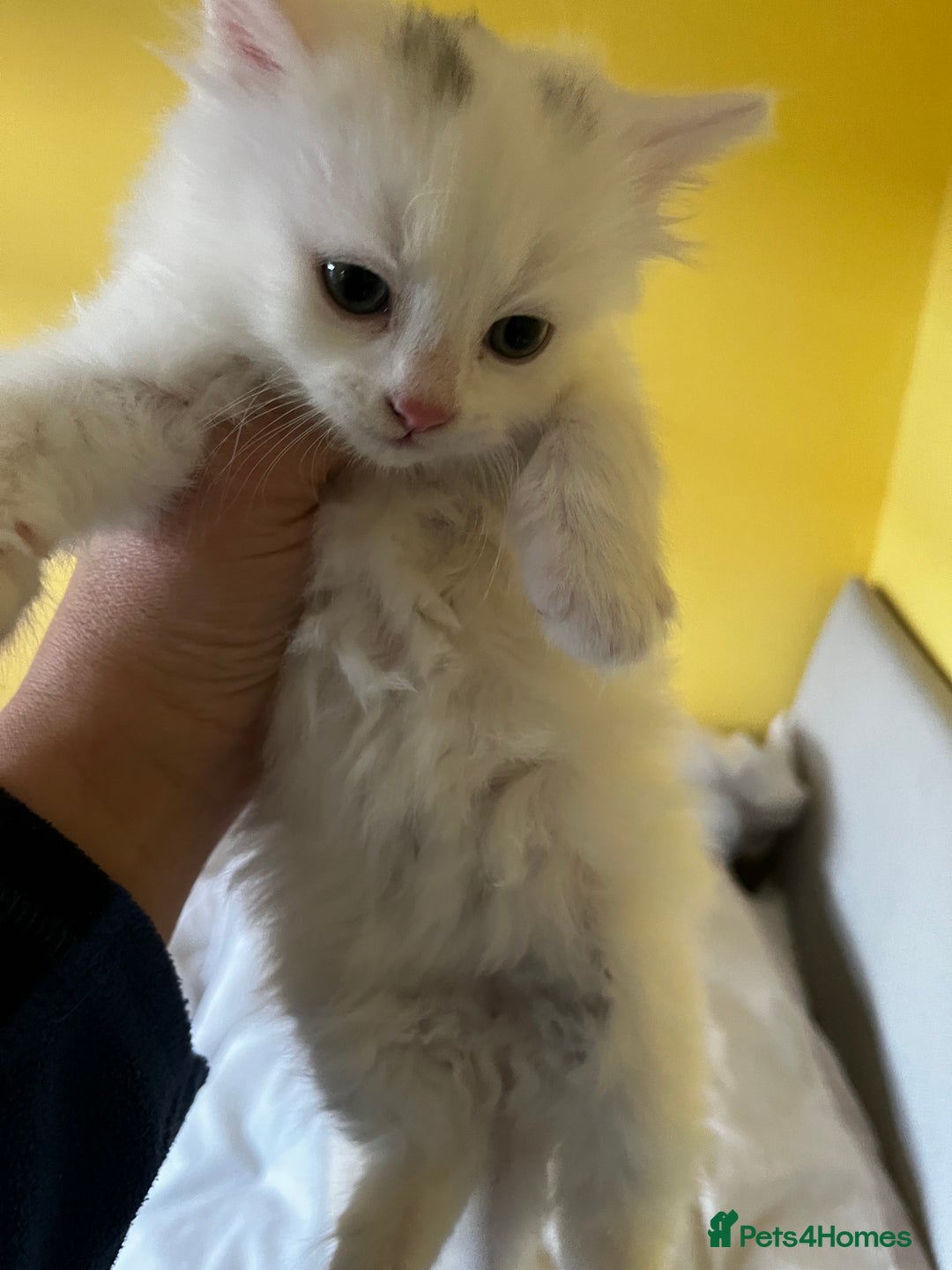 Mixed Breed cats for sale: Super cute fluffy snowball kitten  - Advert 2