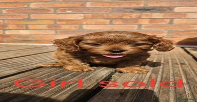 Cavapoo dogs - Advert 9