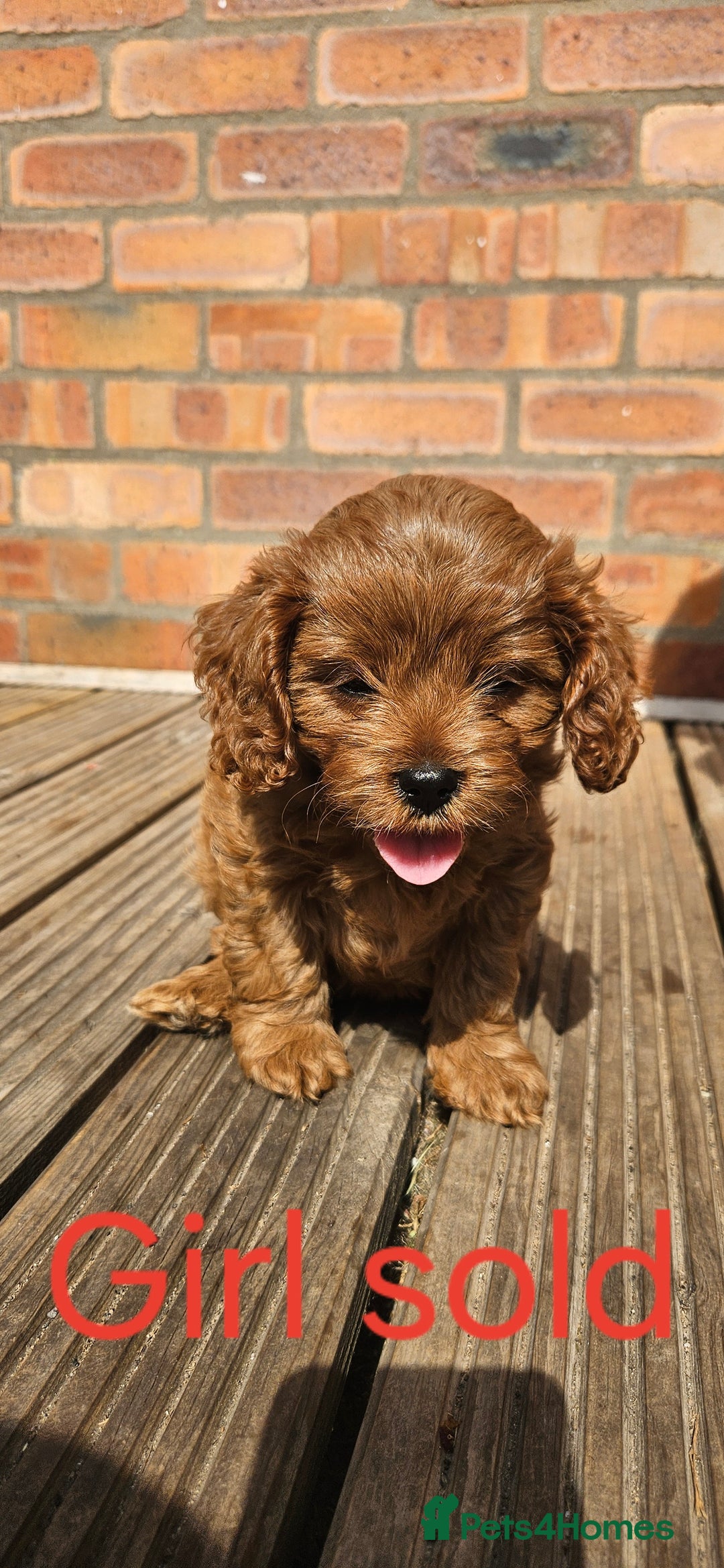 Cavapoo dogs for sale: Beautiful Cavapoo F1b for sale - Image 3
