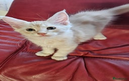 Maine Coon cats for sale: Large Breed Maine Coon cross  - Image 6