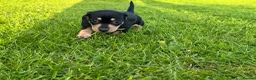 Dachshund dogs for sale: Miniature black and cream and Black and Tan pups in Wadebridge - Advert 7
