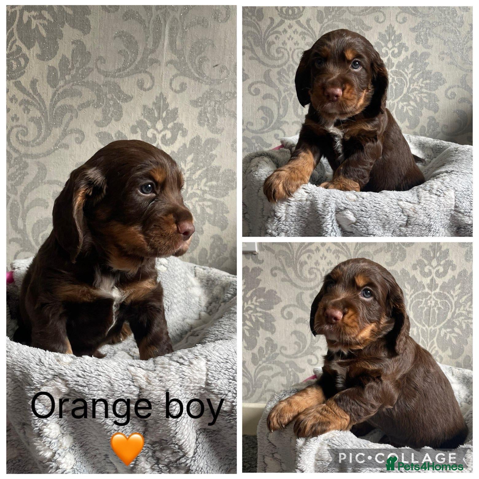 Cocker Spaniel dogs Adorable cocker spaniel puppies  - Advert 1
