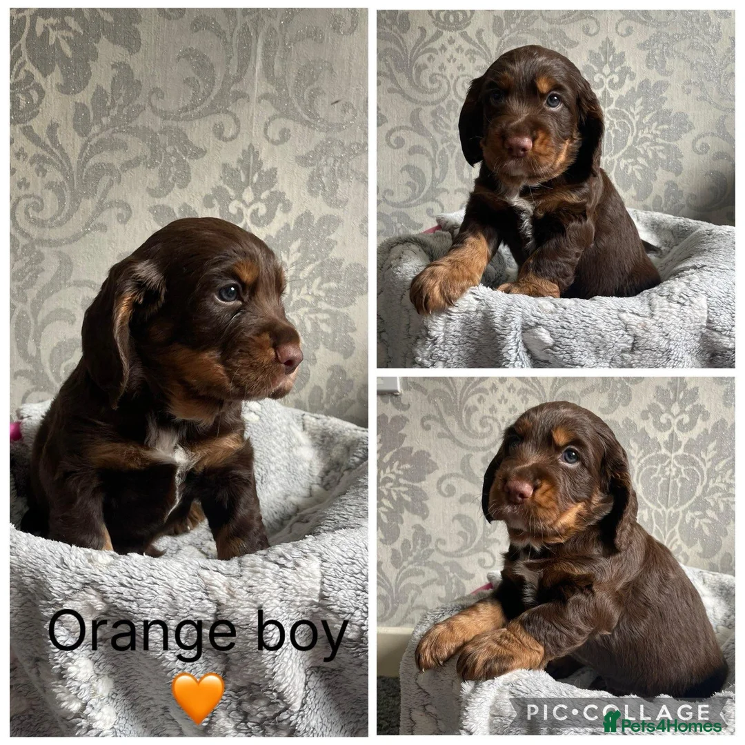 Cocker Spaniel dogs for sale: Adorable cocker spaniel puppies  - Advert 2