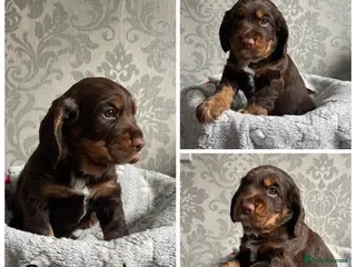Cocker Spaniel dogs Adorable cocker spaniel puppies - Advert 1