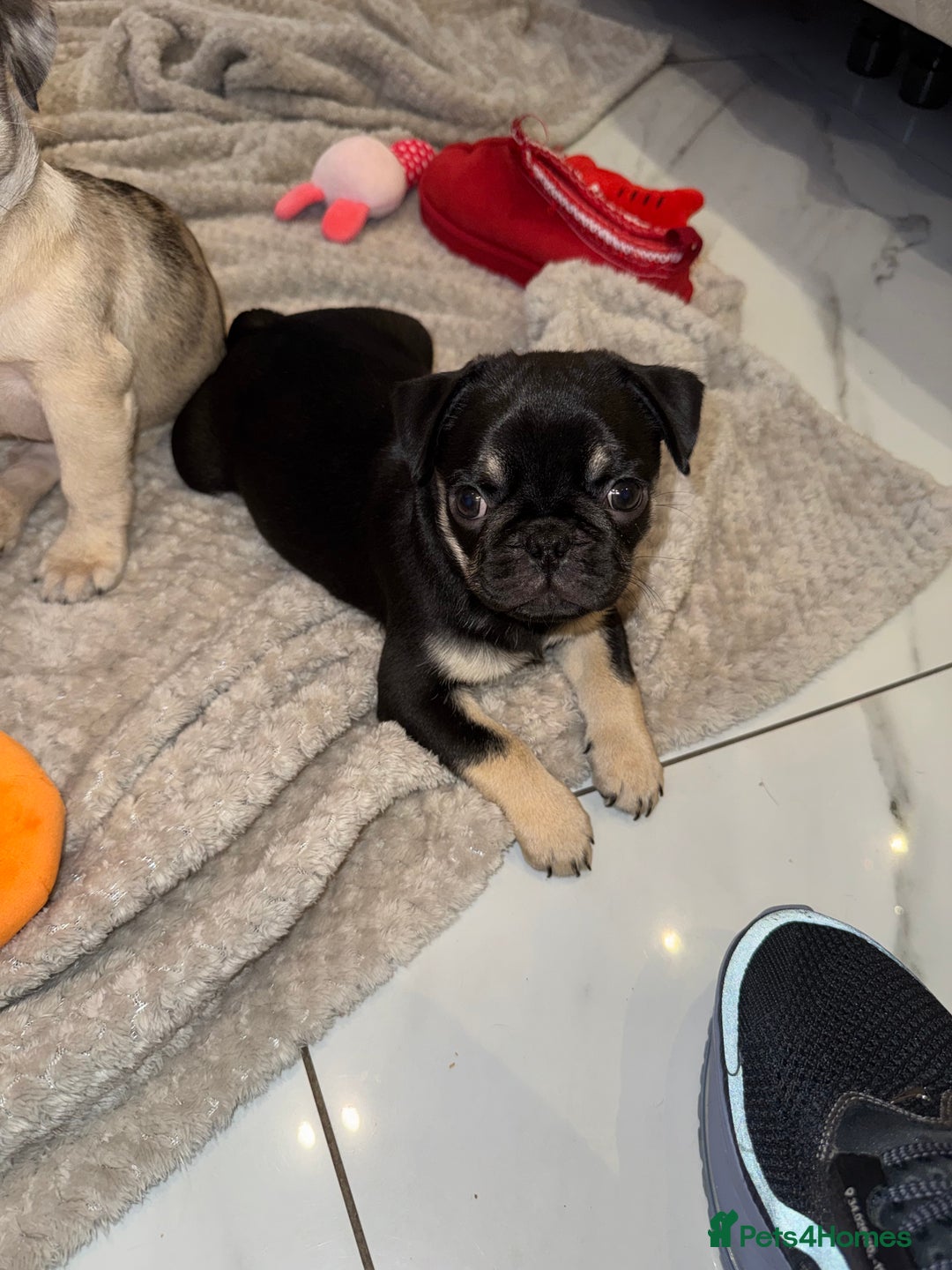 Frug dogs for sale: Pug/Frenchie - Advert 6