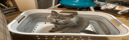 British Shorthair cats for sale: Playful British Shorthair - 2 years old in London - Advert 14