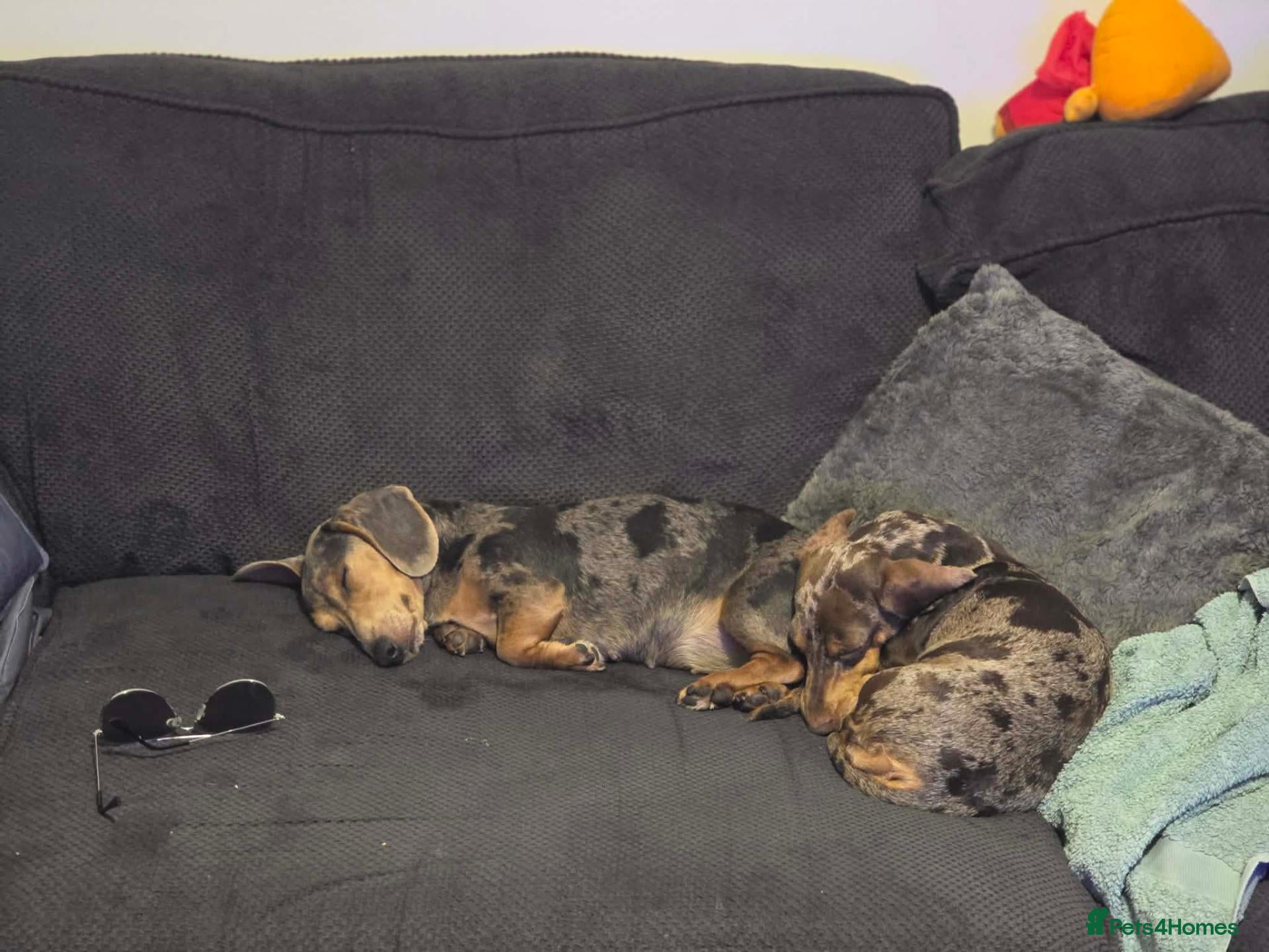 Miniature Dachshund dogs Gorgeous mini dachshund puppies - Advert 2