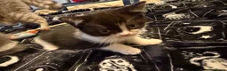 British Shorthair cats for sale: Kittens ready for a new home  - Advert 18