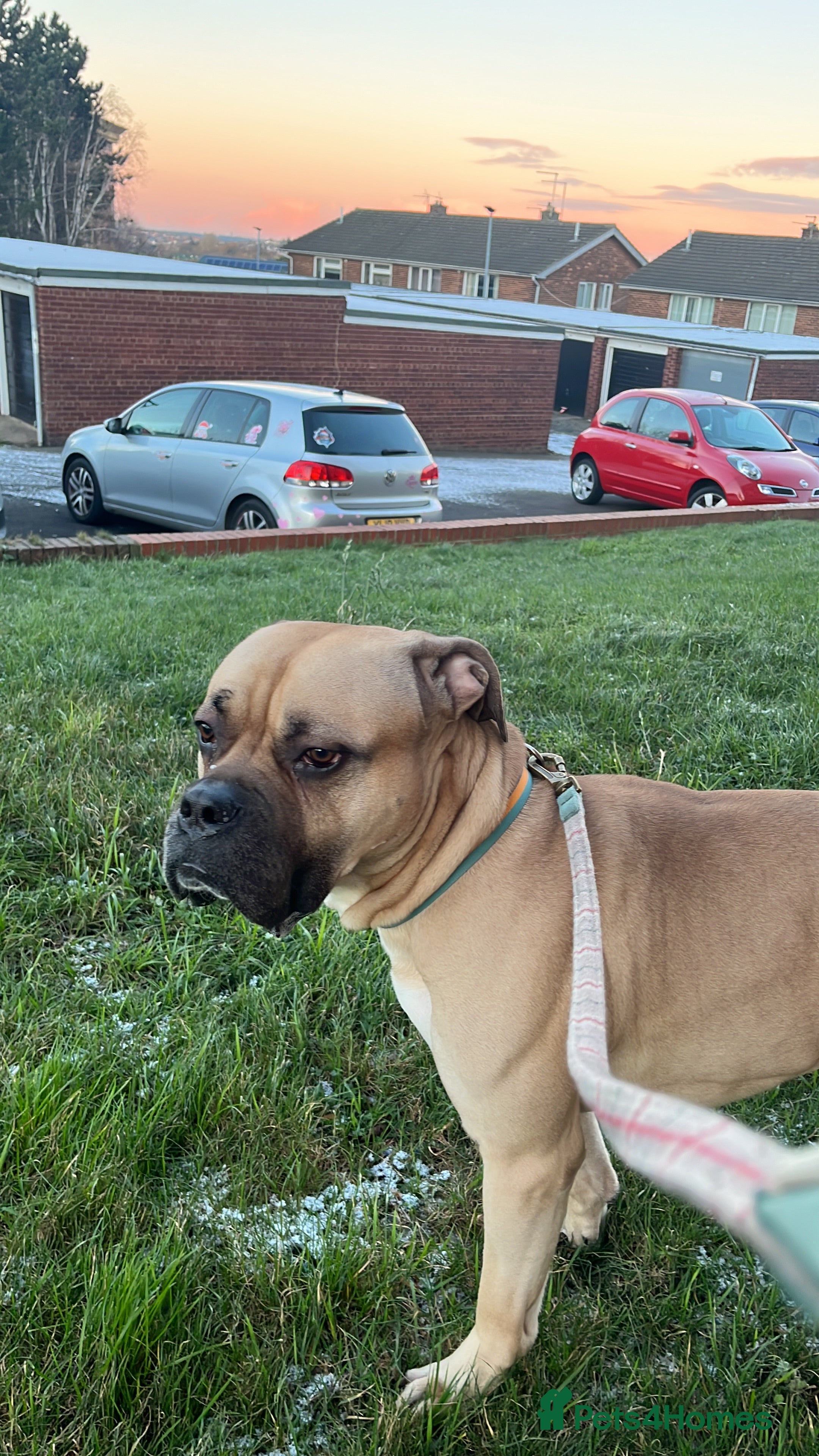 Mixed Breed dogs Bullmastiff x cane corso - Advert 1