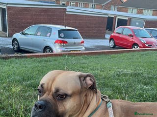 Mixed Breed dogs Bullmastiff x cane corso - Advert 1