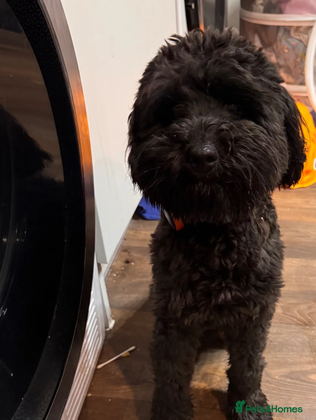 Mixed Breed dogs for sale: Bear the Cockapoo x Border Terrier - Advert 1