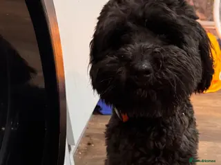 Mixed Breed dogs Bear the Cockapoo x Border Terrier - Advert 13