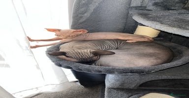 Sphynx cats - Advert 5