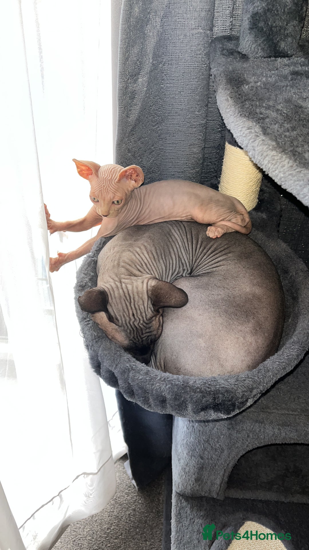 Sphynx cats for sale: LAST 2 tortie elf girls left  - Image 5