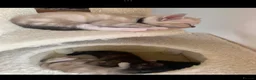 Mixed Breed cats for sale: House kittens  - Advert 12
