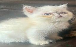 Exotic cats for sale: GCCF REG PKD FREE PEDIGREE EXOTICS - Image 18