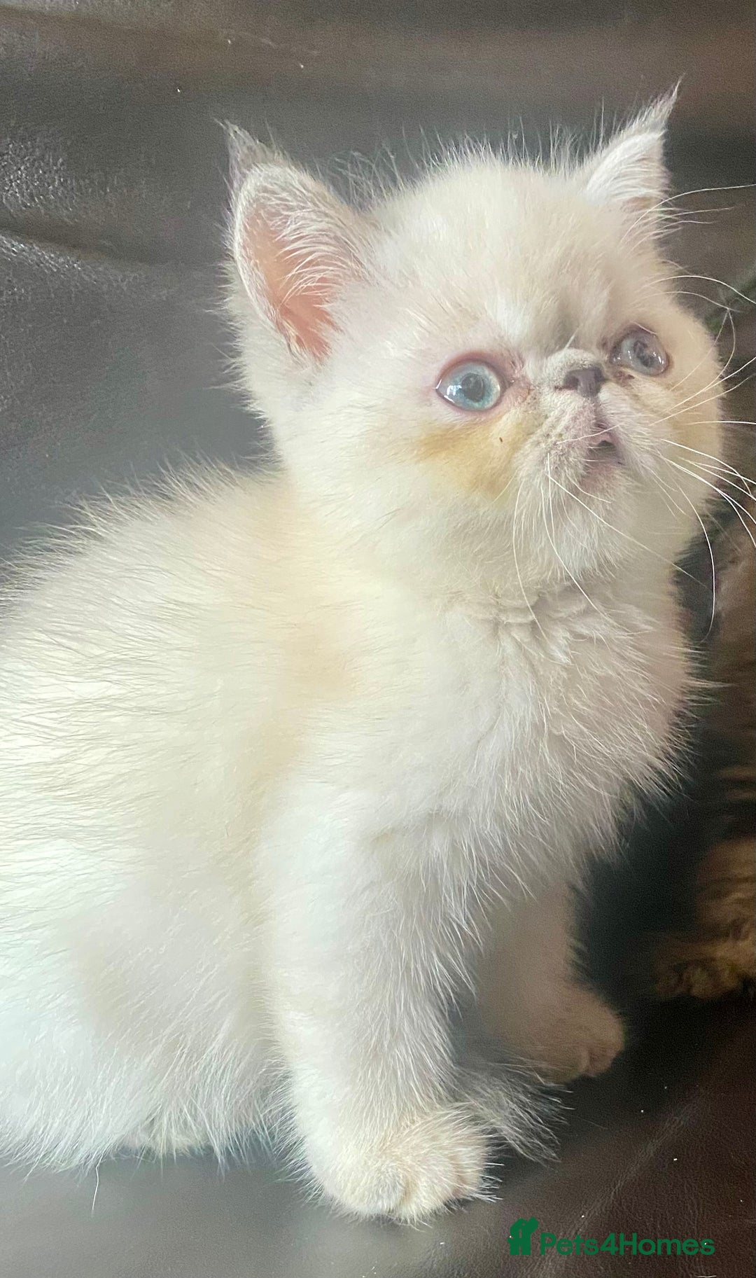 Exotic cats for sale: GCCF REG PKD FREE PEDIGREE EXOTICS - Image 18