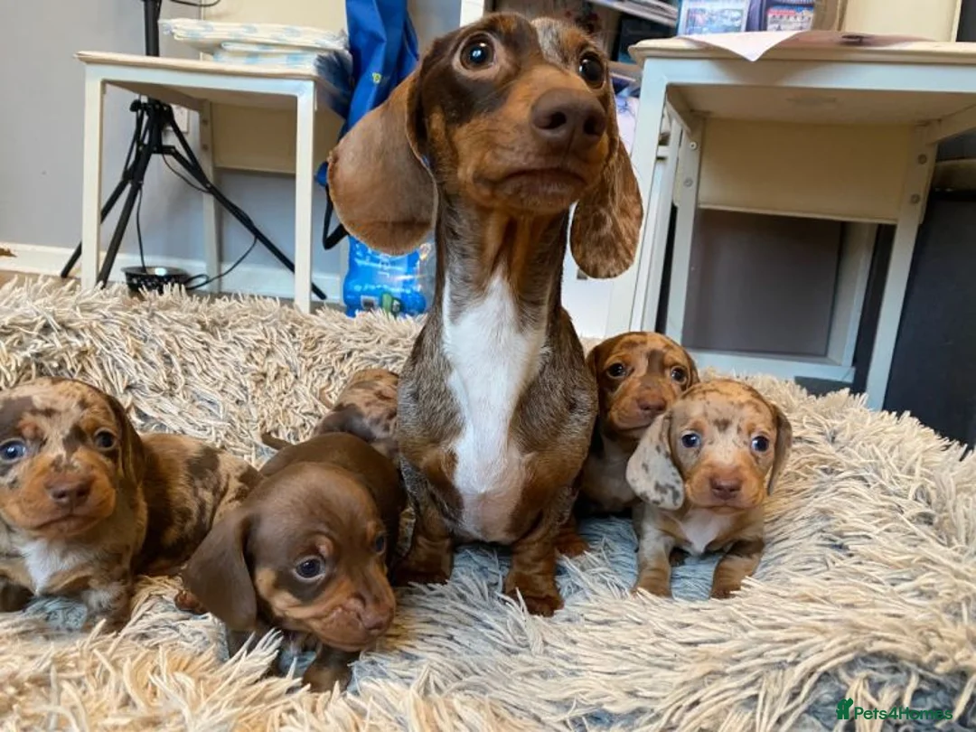 Miniature Dachshund dogs for sale: Stunning Miniature Dachshund Puppies available in London - Advert 1