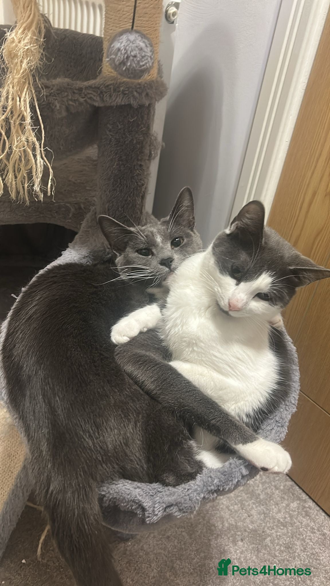 Mixed Breed cats Two female cats for rehoming, loving home only  - Advert 1