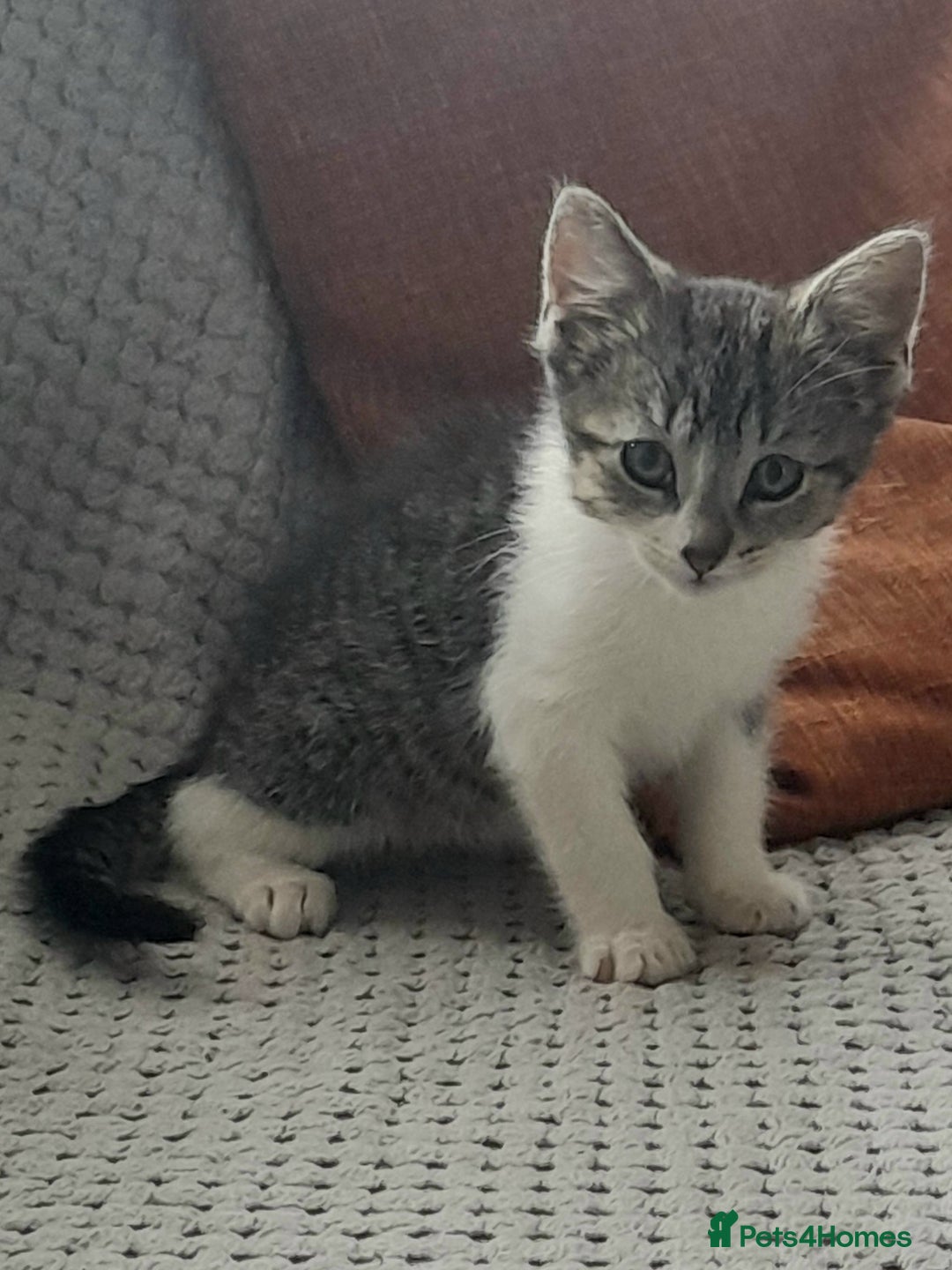 Domestic Shorthair cats for sale: 11 week old kitten - Image 5