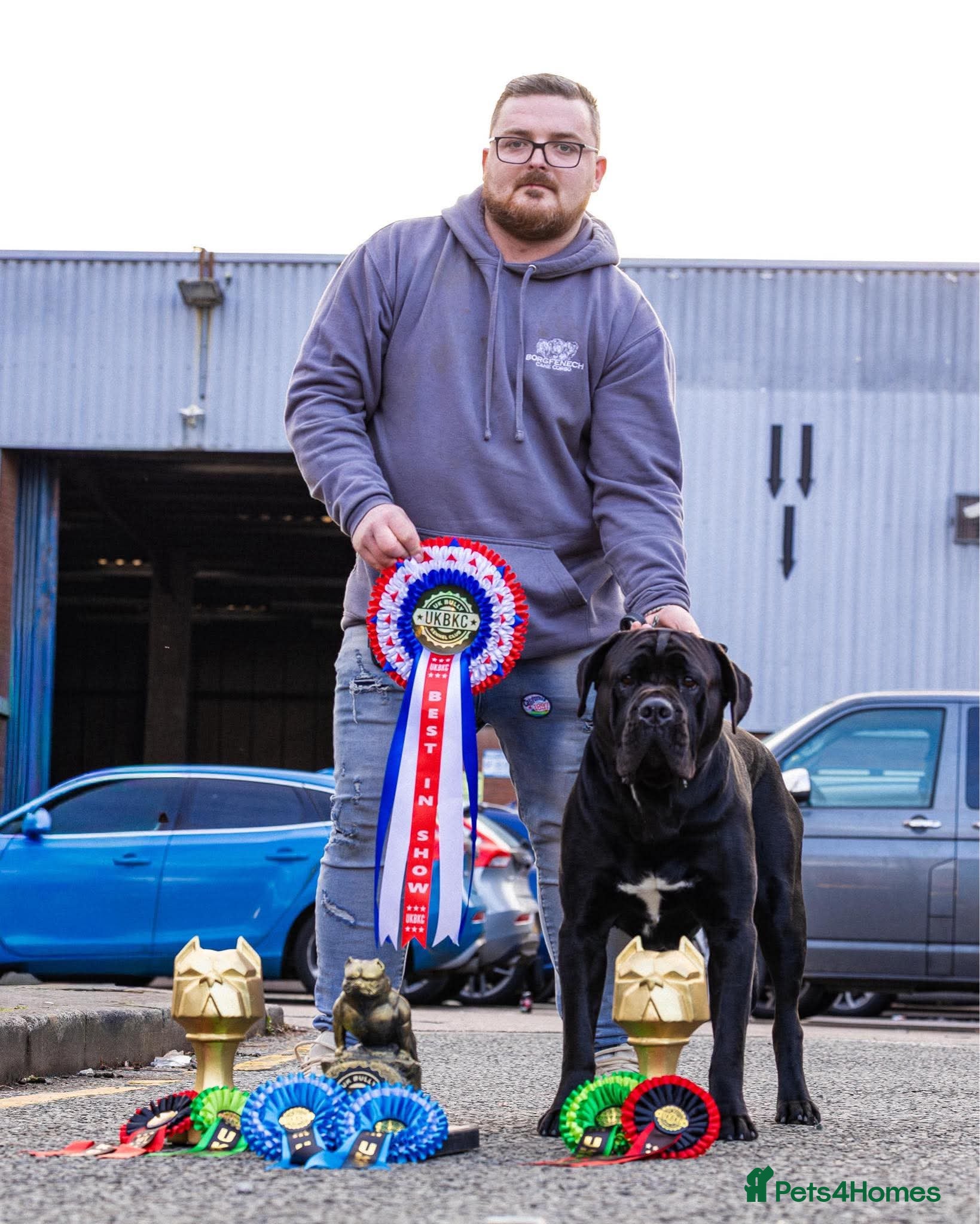 Cane Corso dogs Thor health tested proven Cane Corso for stud !!! - Advert 3