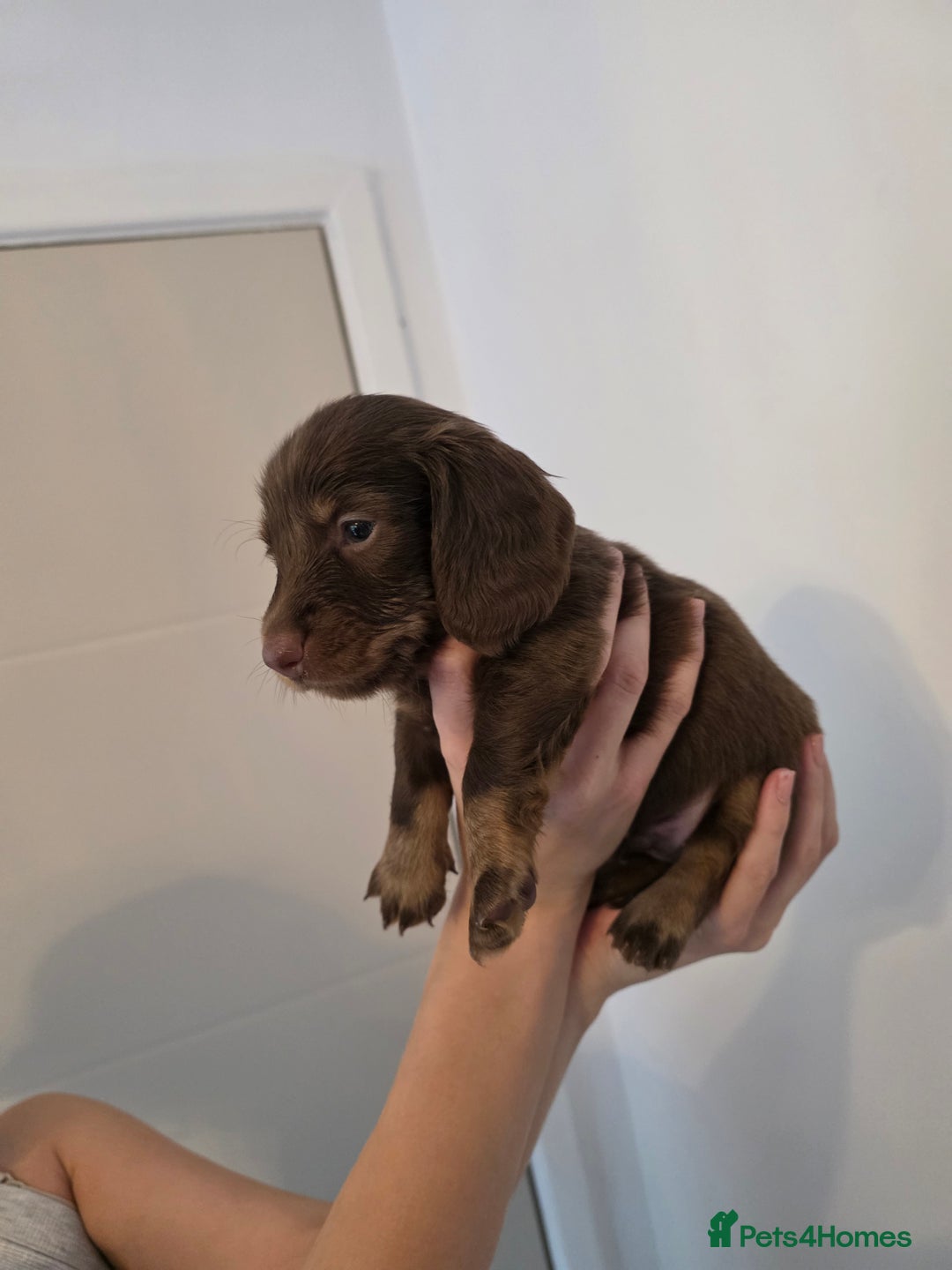 Miniature Dachshund dogs for sale: Kc Reg Long Haired Miniture Dachshund Puppies - Image 35