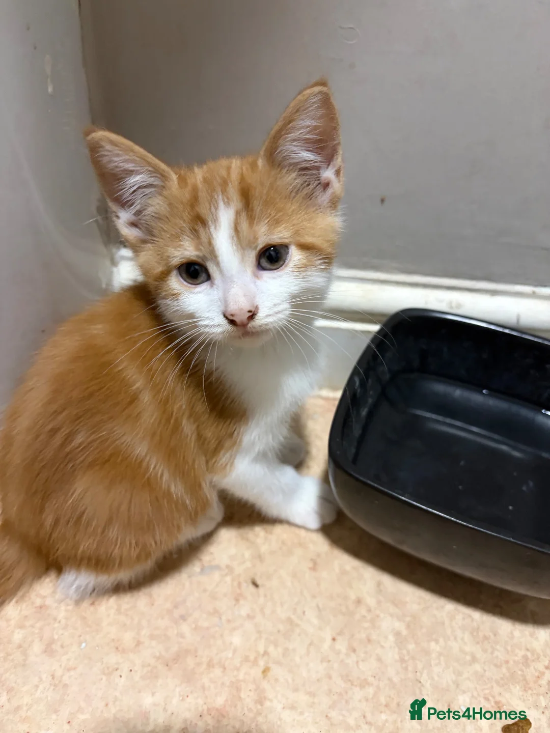 Mixed Breed cats for sale: Two 12 week old kittens  - Advert 2