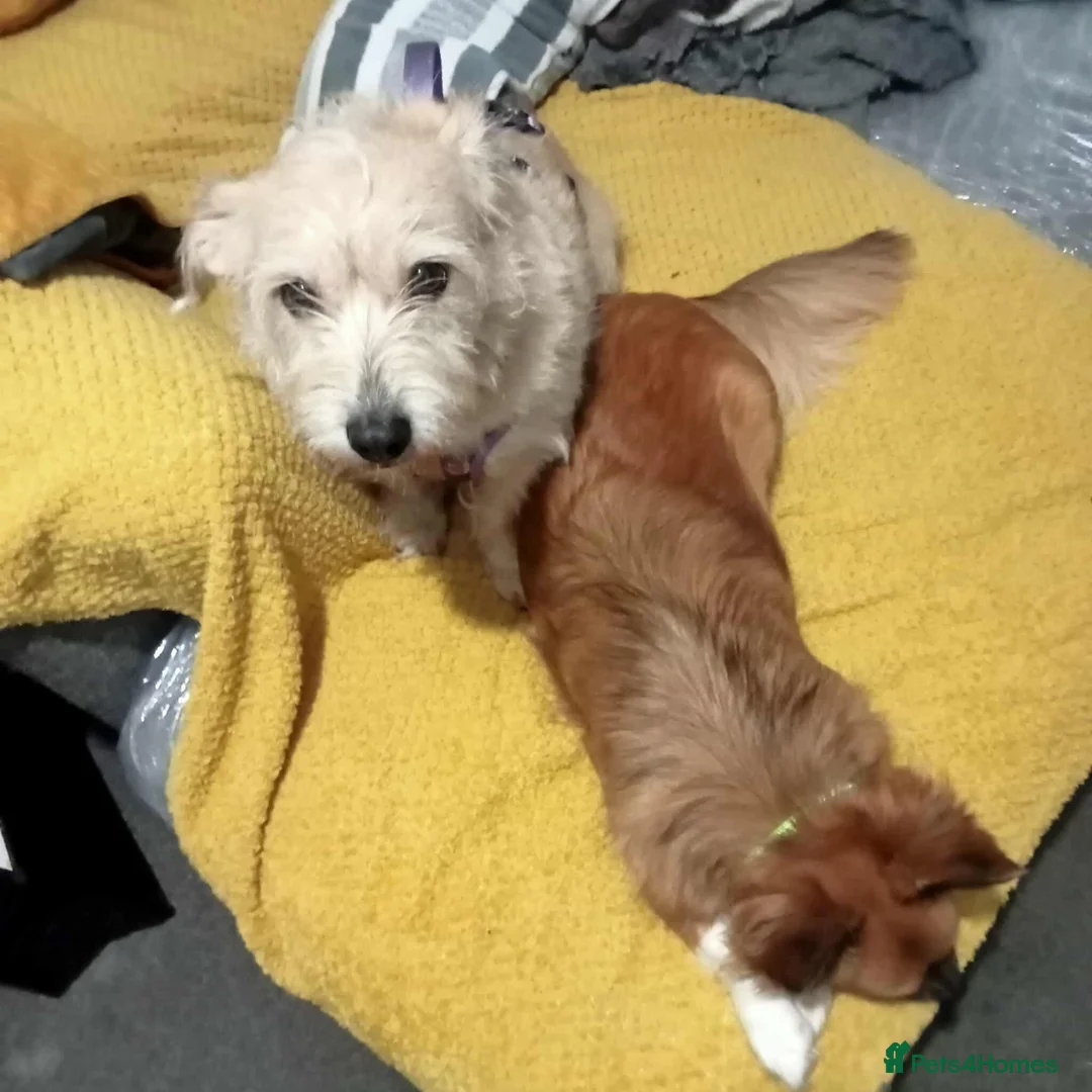 Mixed Breed dogs for adoption: Hope seeking forever home - Advert 2