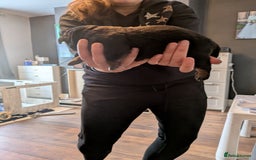 Rottweiler dogs for sale: Stunning Rottweiler pups  - Image 11