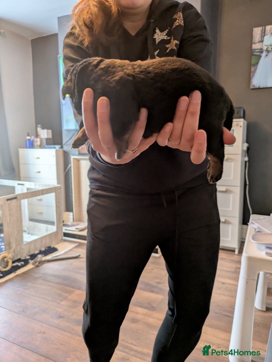 Rottweiler dogs for sale: Stunning Rottweiler pups  - Image 11