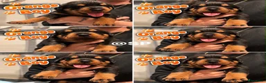 Rottweiler 4
