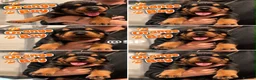 Rottweiler dogs for sale: Rottweiler Puppies  - Advert 9